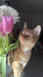 Reunited Female Cat last seen 30th and Sierra Way, San Bernardino, CA 92405