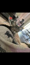Lost Female Cat last seen In the cndmniums across Stater Brothers on Harbor Blvd and Whittier, La Habra, CA 90631