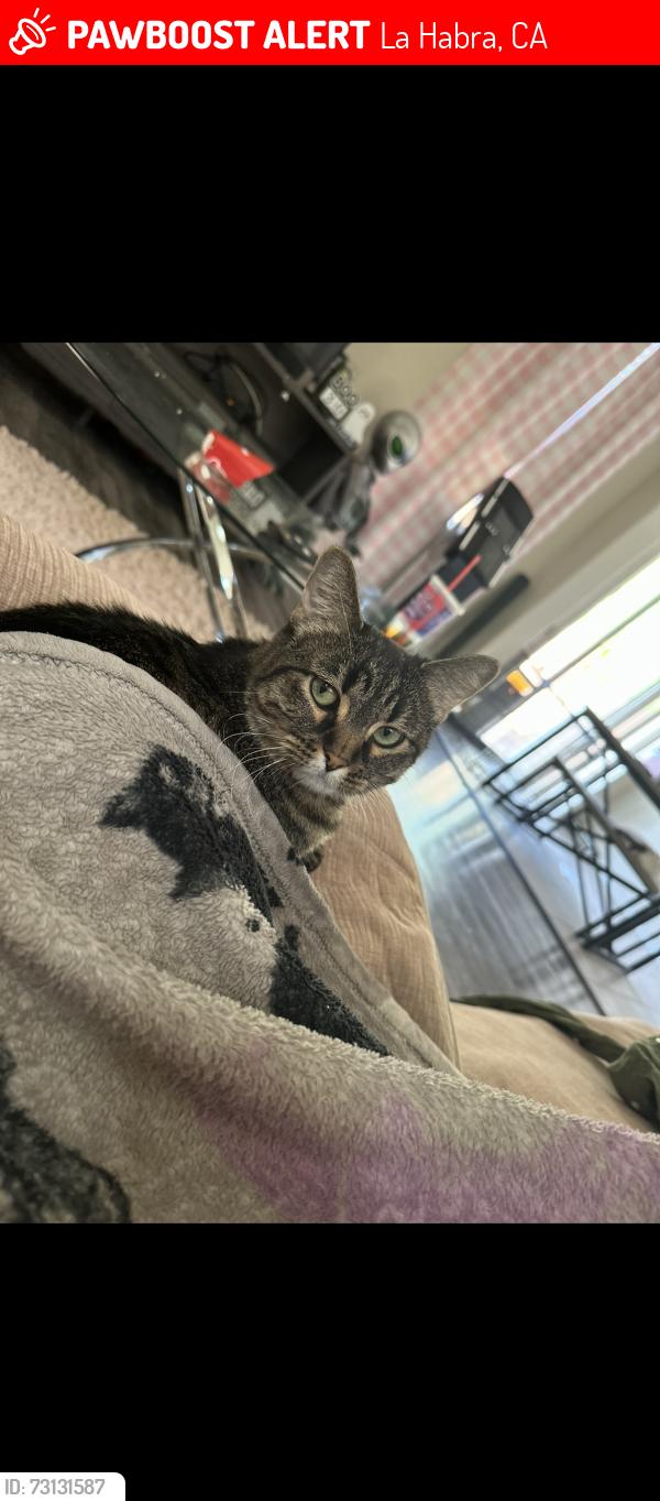 Lost Female Cat last seen In the cndmniums across Stater Brothers on Harbor Blvd and Whittier, La Habra, CA 90631