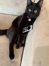 Lost Female Cat last seen Near 59th Ave SE Woodinville WA 98072, Woodinville, WA 98072