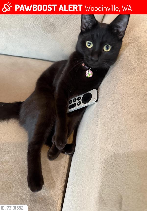 Lost Female Cat last seen Near 59th Ave SE Woodinville WA 98072, Woodinville, WA 98072