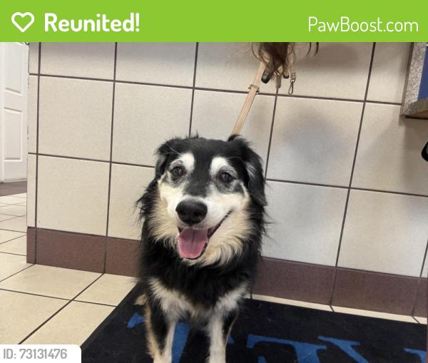 Reunited Male Dog last seen Moes Harrodsburg road, Lexington, KY 40503