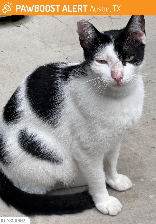 Found/Stray Male Cat last seen South congress, Austin, TX 78745