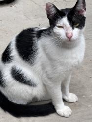 Found/Stray Male Cat last seen South congress, Austin, TX 78745