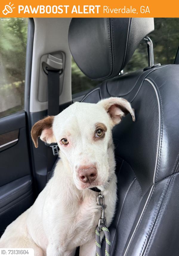 Found/Stray Female Dog last seen Near hwy 138, Riverdale, GA 30274