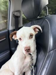 Found/Stray Female Dog last seen Near hwy 138, Riverdale, GA 30274