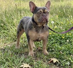 Reunited Female Dog last seen Near area, San Antonio, TX 78207
