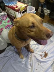 Found/Stray Male Dog last seen US 27 Clerbrook RV Resort Oh wow, Groveland, FL 34753