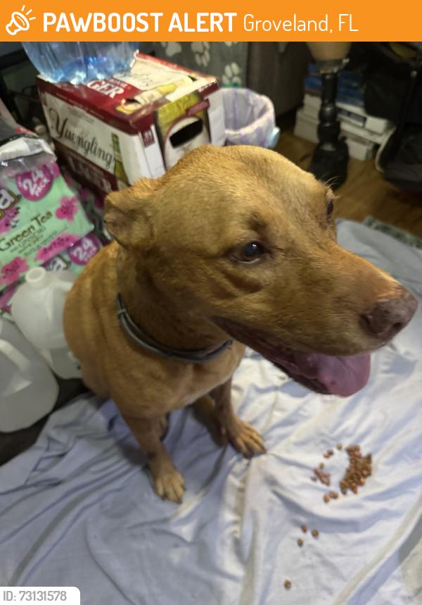 Found/Stray Male Dog last seen US 27 Clerbrook RV Resort Oh wow, Groveland, FL 34753