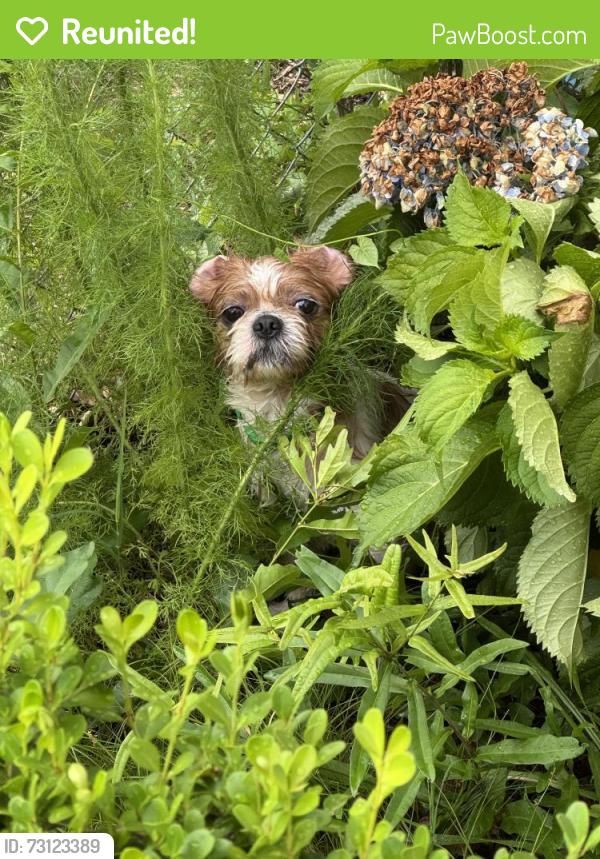 Reunited Unknown Dog last seen Mayo Elementary School, Cowpens, SC 29330