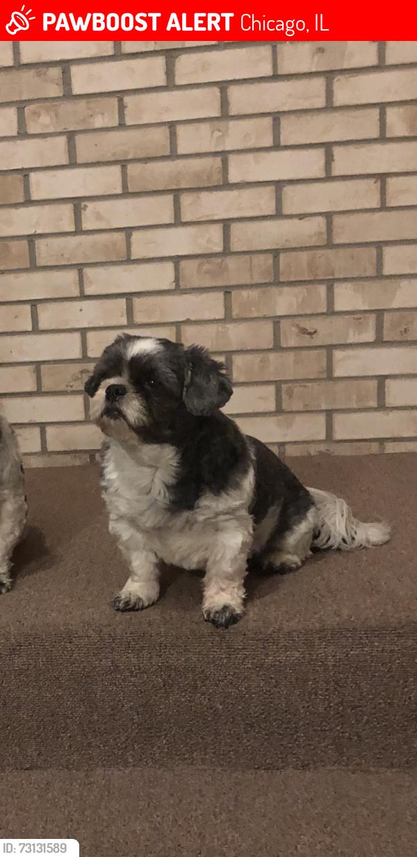 Lost Female Dog last seen W Ann Lurie Pl & Pulaski behind the Petsmart, Chicago, IL 60632