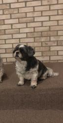 Lost Female Dog last seen W Ann Lurie Pl & Pulaski behind the Petsmart, Chicago, IL 60632
