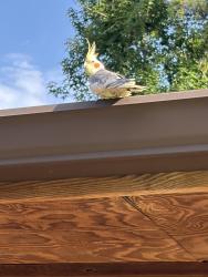 Reunited Unknown Bird last seen Oak Ridge North, Oak Ridge North, TX 77385