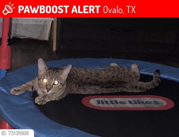 Lost Female Cat last seen FM 614 x FM 382, Ovalo, TX 79541