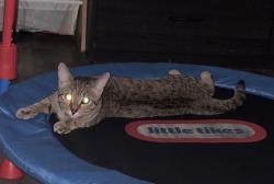 Lost Female Cat last seen FM 614 x FM 382, Ovalo, TX 79541