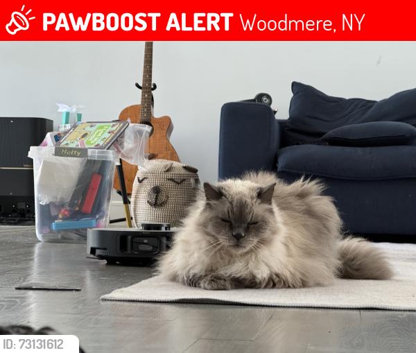 Lost Male Cat last seen Derby ave and Stevenson st, Woodmere, NY 11598