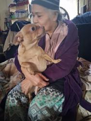 Lost Male Dog last seen Snyder Ave Smith playground 23rd st 24th and 25th street, Philadelphia, PA 19145