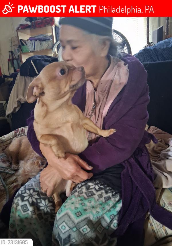 Lost Male Dog last seen Snyder Ave Smith playground 23rd st 24th and 25th street, Philadelphia, PA 19145