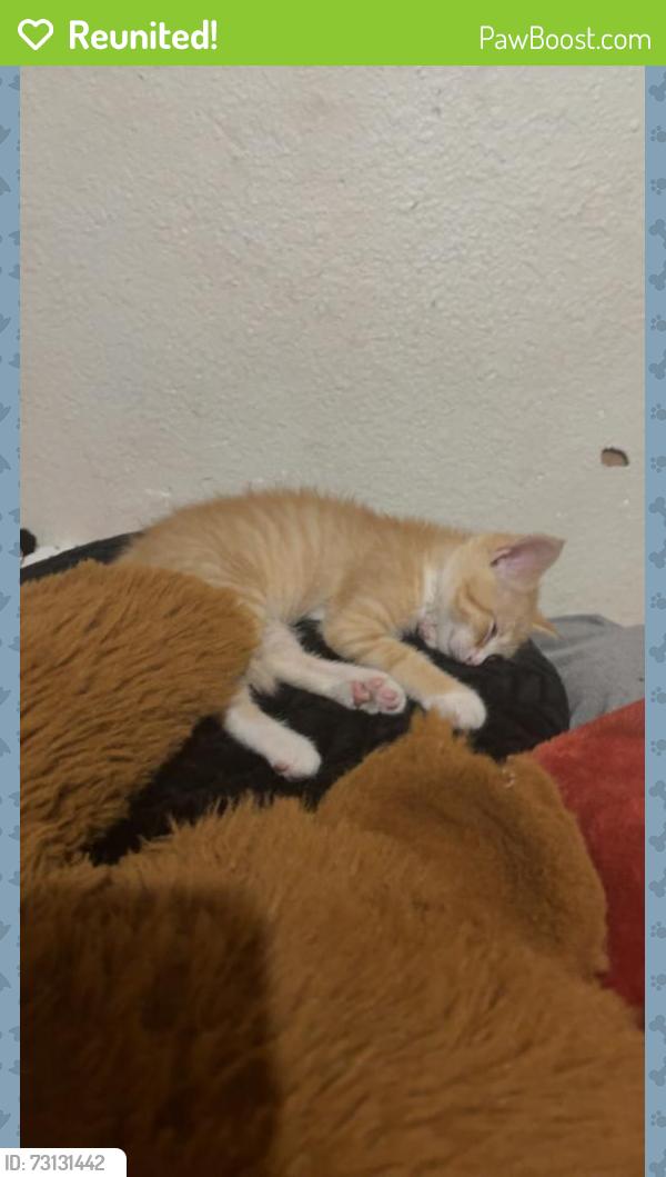 Reunited Female Cat last seen Battle Creek, MI, USA, Battle Creek, MI 49017