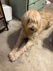 Found/Stray Male Dog last seen Michael Ln and Fox Ln, Amarillo, TX 79118