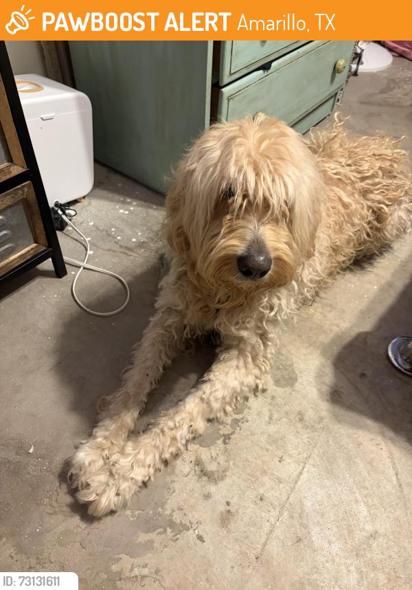 Found/Stray Male Dog last seen Michael Ln and Fox Ln, Amarillo, TX 79118