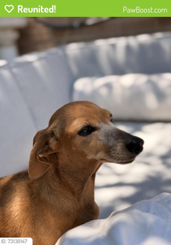 Reunited Female Dog last seen MLK near Home Depot, Denver, CO 80238