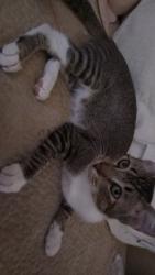 Lost Female Cat last seen Rancho golf course Atwater CA, City of Atwater, CA 95301