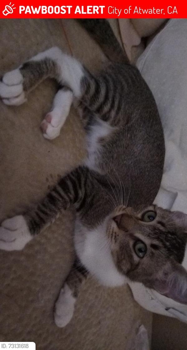 Lost Female Cat last seen Rancho golf course Atwater CA, City of Atwater, CA 95301
