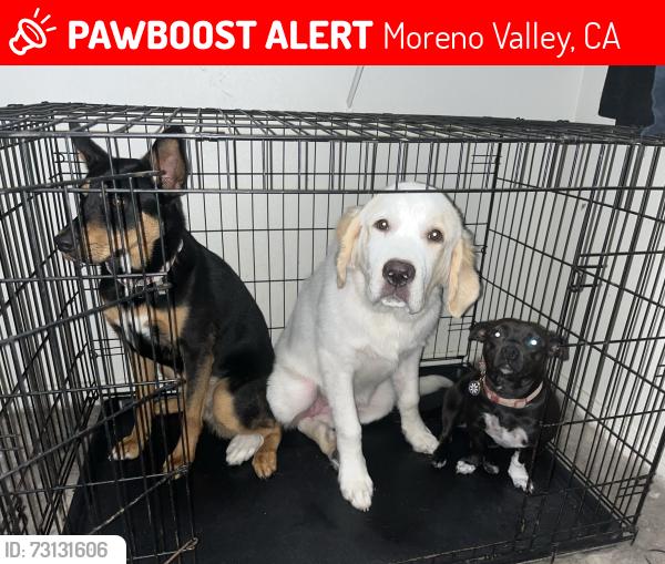 Lost Female Dog last seen Near arla street, Moreno Valley, CA 92555