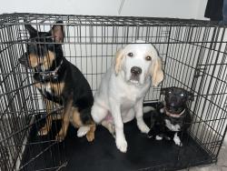 Lost Female Dog last seen Near arla street, Moreno Valley, CA 92555