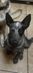 Reunited Female Dog last seen Flagger, El Paso, TX 79998