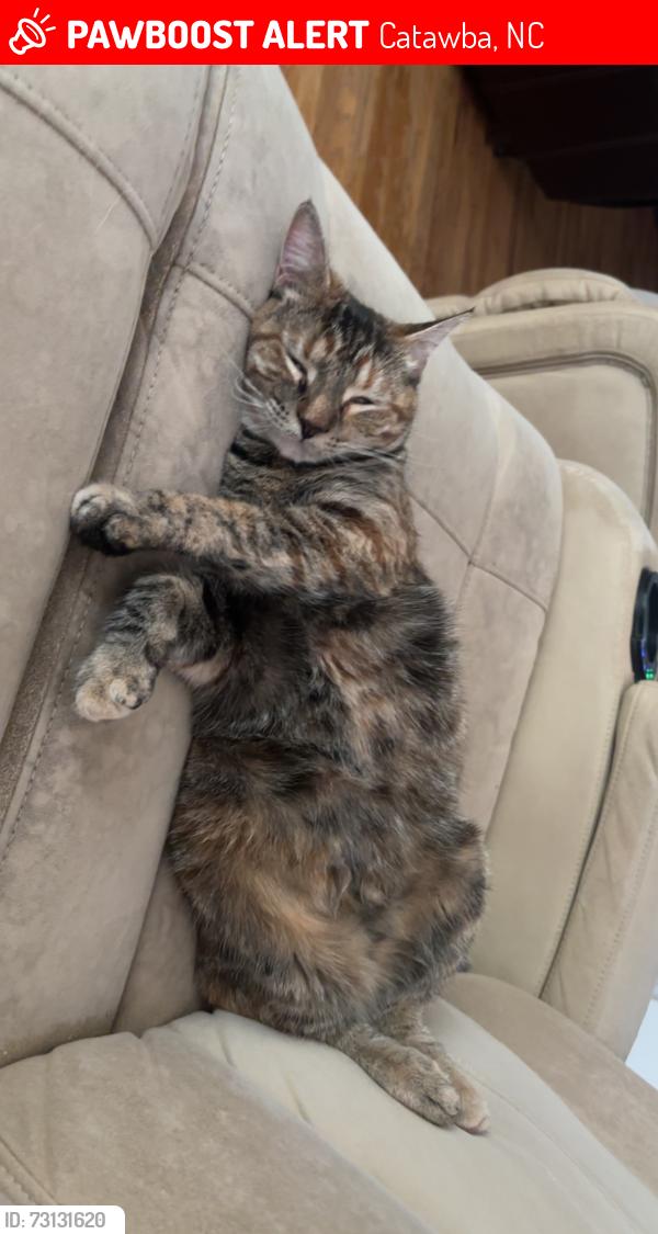 Lost Female Cat last seen Mathis Church Road and Sherrills Ford Road, Catawba, NC 28609