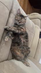 Lost Female Cat last seen Mathis Church Road and Sherrills Ford Road, Catawba, NC 28609