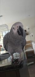 Lost Female Bird last seen Chapman mill drive, Ottawa, ON 