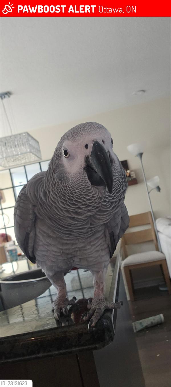 Lost Female Bird last seen Chapman mill drive, Ottawa, ON 