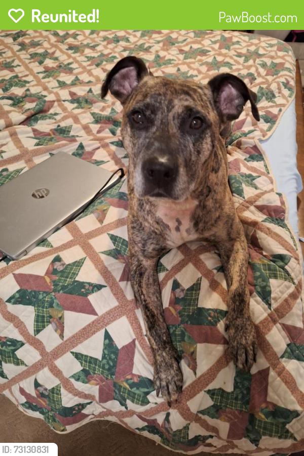 Reunited Male Dog last seen Riverview Park, Reading, PA 19605