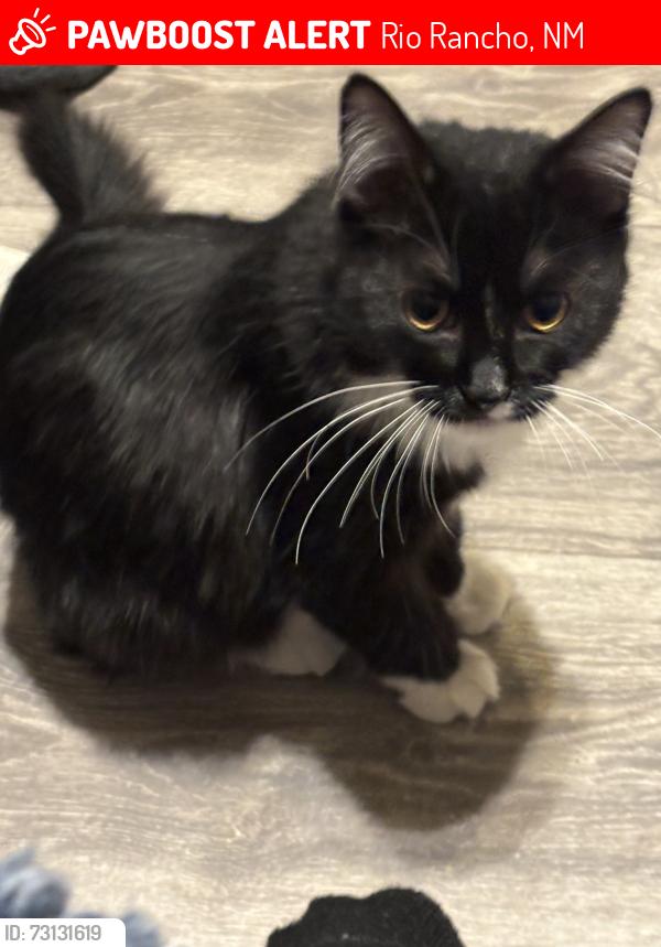 Lost Female Cat last seen Lil Ave & Pine St., Rio Rancho, NM 87144
