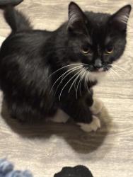 Lost Female Cat last seen Lil Ave & Pine St., Rio Rancho, NM 87144