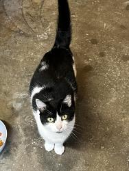 Lost Female Cat last seen Hogue and Gardner Roads Hanover Twp, Hamilton, OH 45013