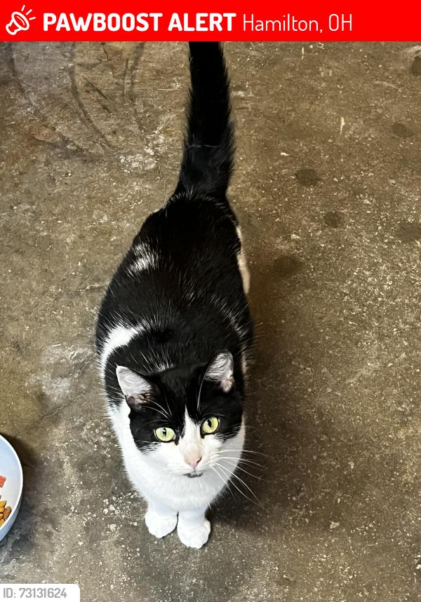 Lost Female Cat last seen Hogue and Gardner Roads Hanover Twp, Hamilton, OH 45013