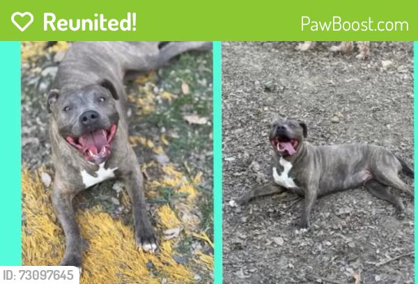 Reunited Female Dog last seen Harvey, Cincinnati, OH 45229