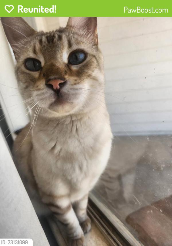 Reunited Male Cat last seen Harrison and golflinks, Tucson, AZ 85730