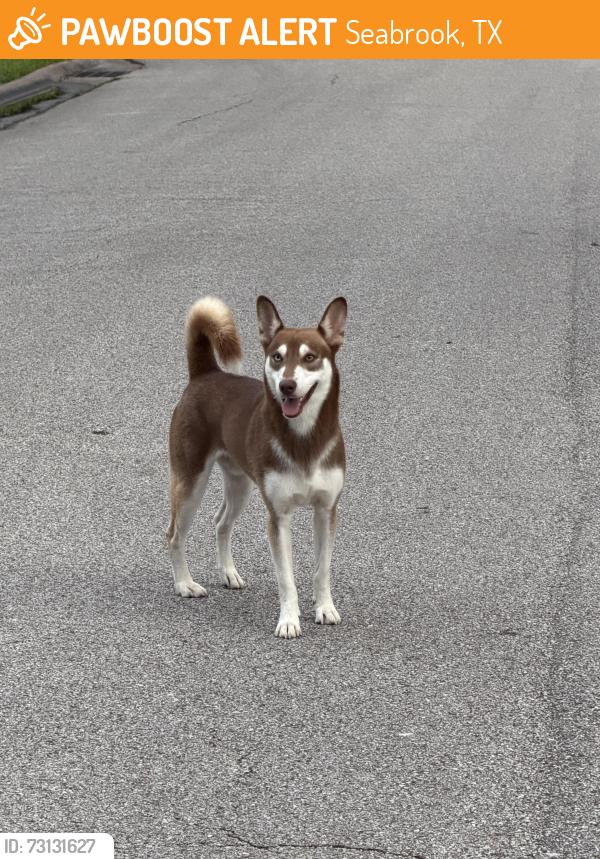 Found/Stray Male Dog last seen In the neighborhood between Bahama Dr and N Meyer Ave. By the Kroger on El Mar, Seabrook, TX 77586