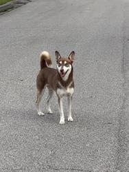 Found/Stray Male Dog last seen In the neighborhood between Bahama Dr and N Meyer Ave. By the Kroger on El Mar, Seabrook, TX 77586