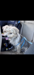 Lost Male Dog last seen Near front st Aurora il, Aurora, IL 60505