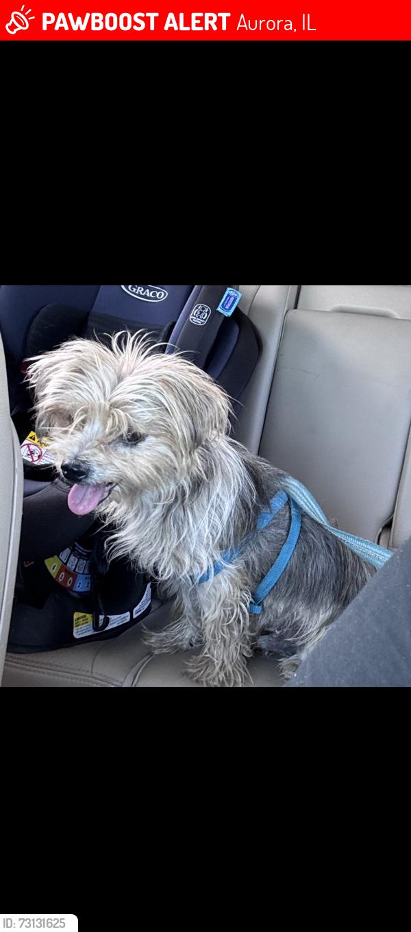 Lost Male Dog last seen Near front st Aurora il, Aurora, IL 60505
