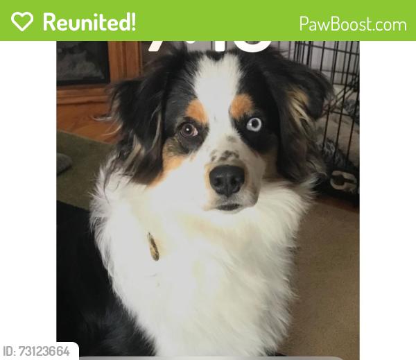 Reunited Female Dog last seen 20th and Main, Battle Ground, WA 98604