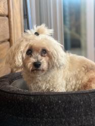Reunited Female Dog last seen Myrna way and langlie way, Rodeo, CA 94572