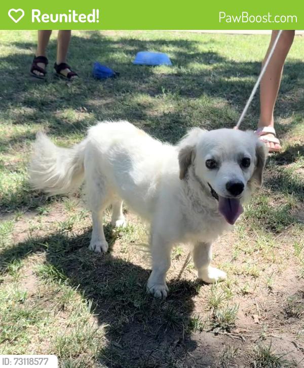 Reunited Male Dog last seen Robin Hood Dr. & Doncaster Lane, Modesto, CA 95350
