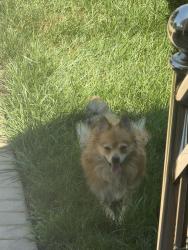 Found/Stray Female Dog last seen Near 89th Road, Queens, NY 11423
